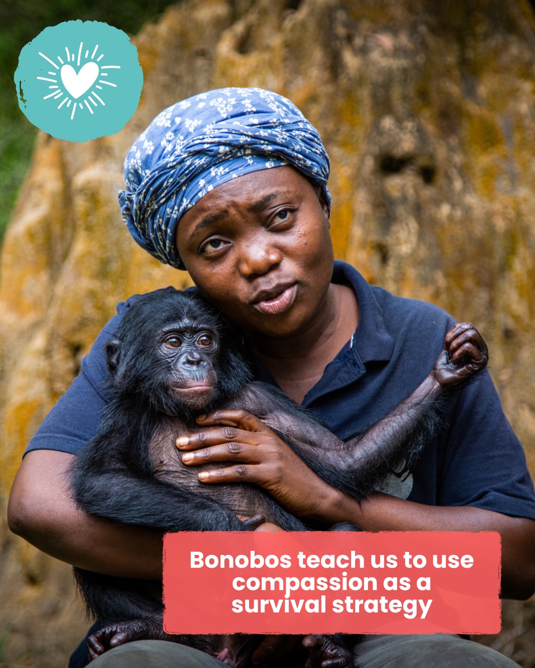 Friends of Bonobos added a new photo. - Friends of Bonobos