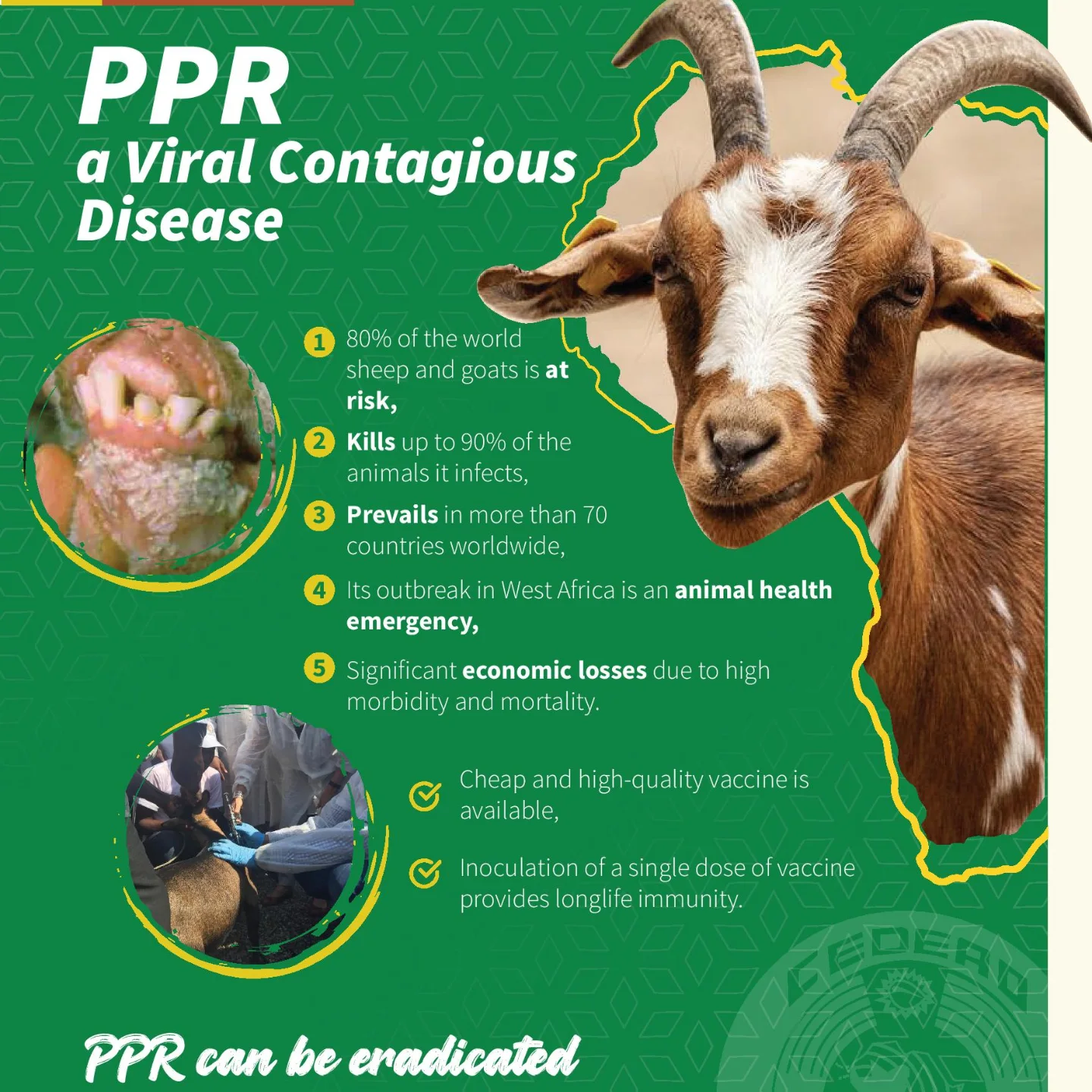 Farming - Peste des Petits Ruminants (PPR): A Global Threat to Small ...