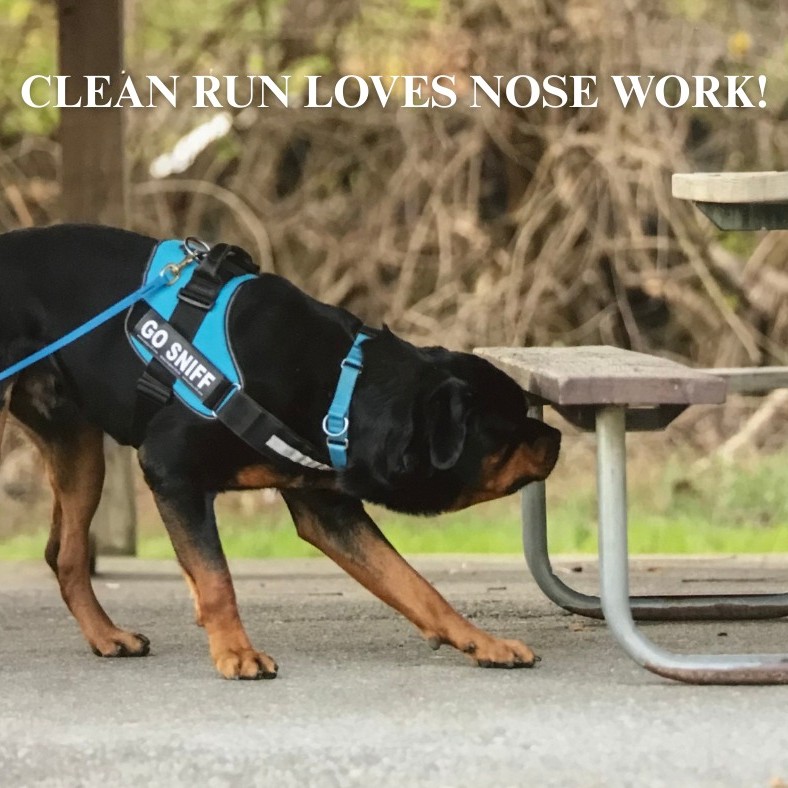 Clean Run Magazine, Learning Center & More | Facebook