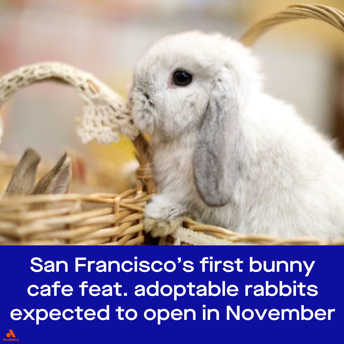LIVE - From the owners of the late therapy rabbit, Alex The Great ...