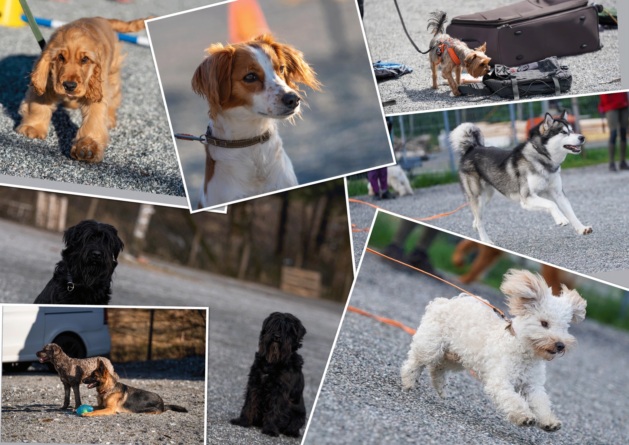 Dogman and friends, Midtun... - Dogman and friends, Midtun