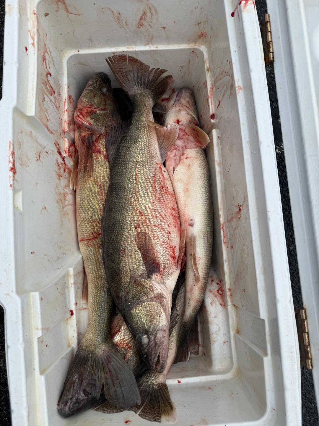 Eye-Caramba Sportfishing-Lake Erie Fishing Charters | Lorain OH