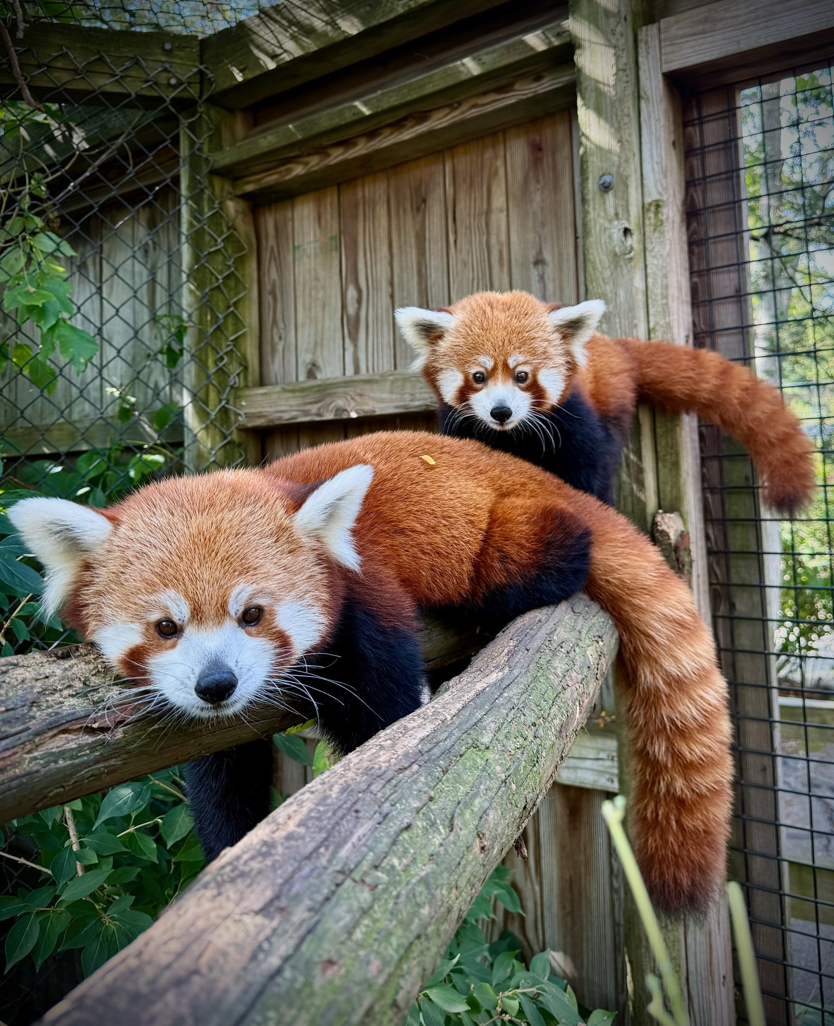 Capron Park Zoo welcomes new red panda Sunisa