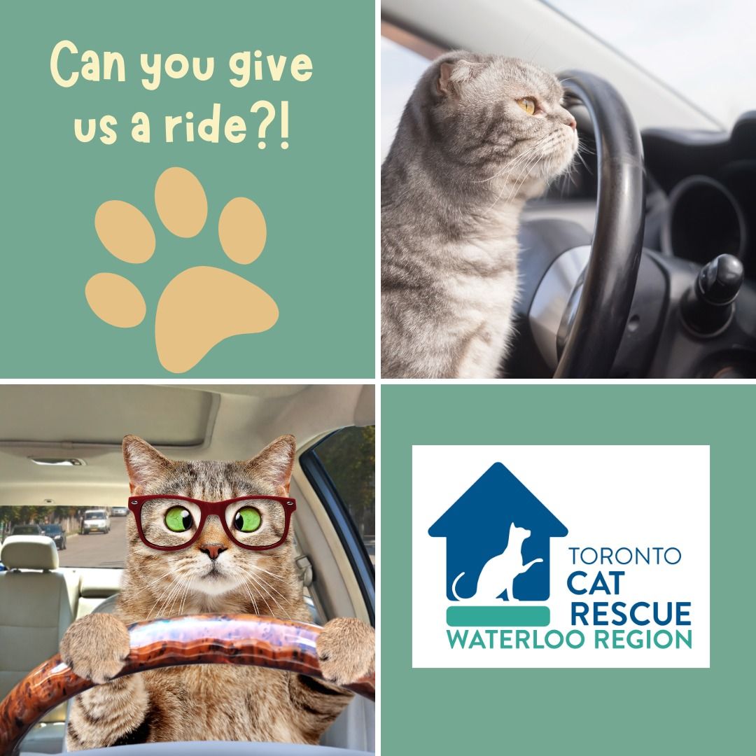 Toronto Cat Rescue... - Toronto Cat Rescue - Waterloo Region