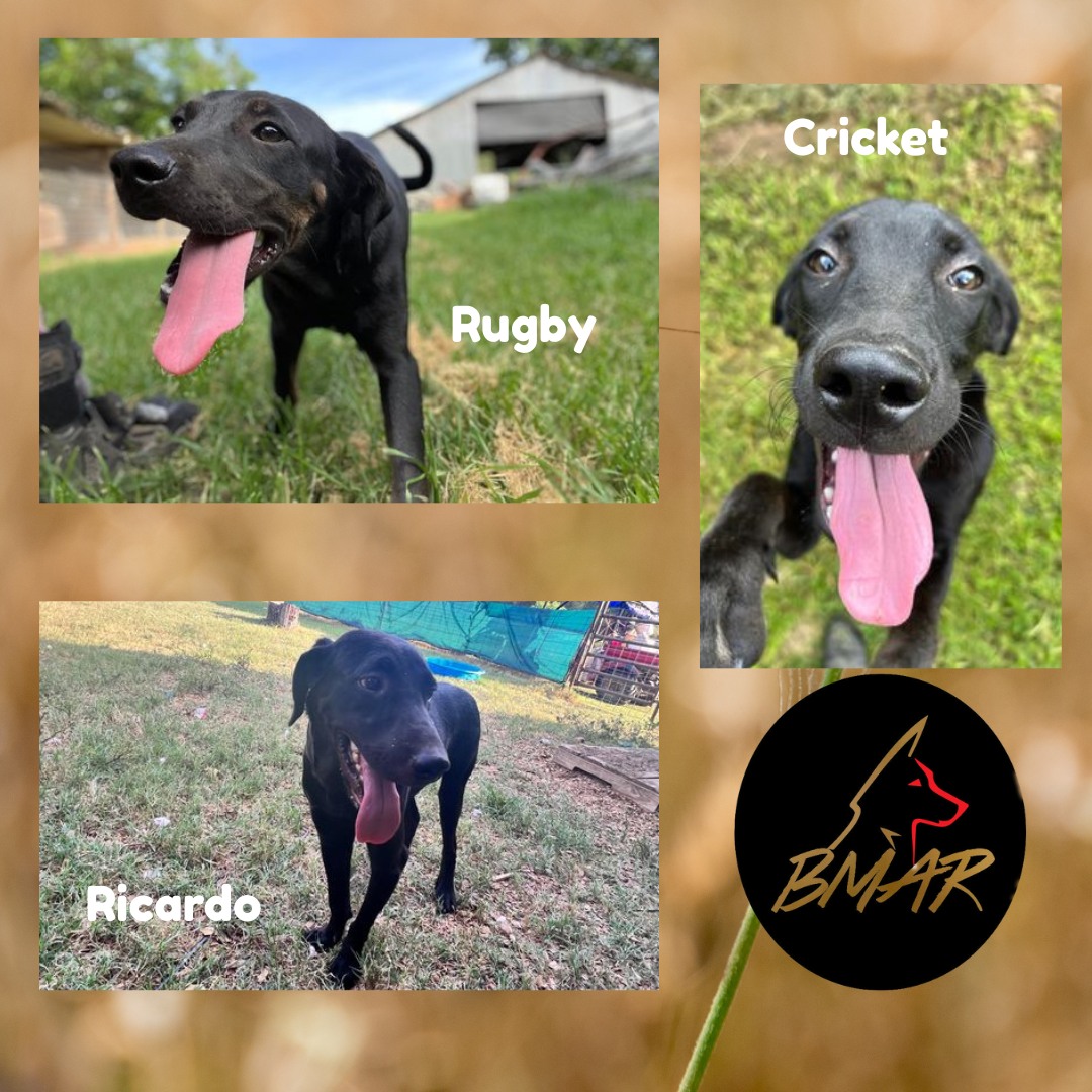 The Trio of Happy... - Barking Mad Animal Refuge Limited | Facebook