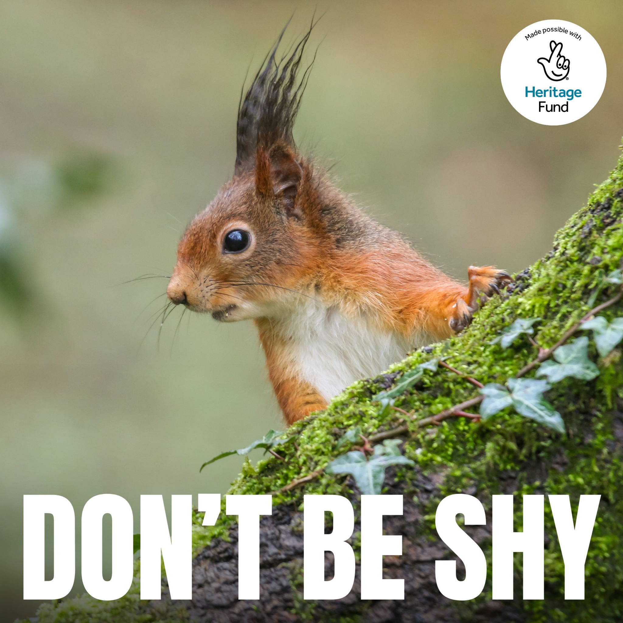 Lancashire - Those ear tufts though! 🥰 Did you know that red squirrels ...
