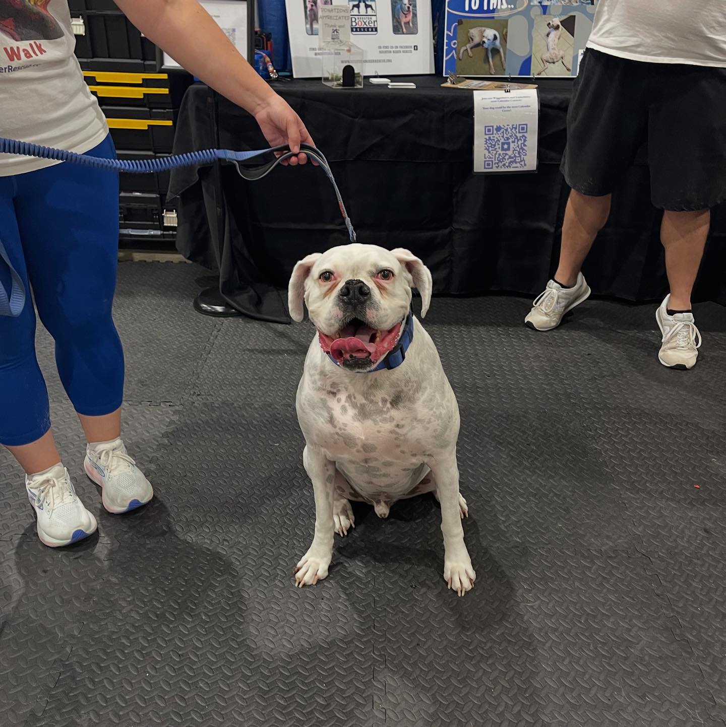 Houston Boxer Rescue | Houston TX