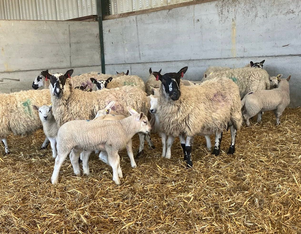 Thrapston Livestock Market - Another 'Successful' Saturday..... At ...