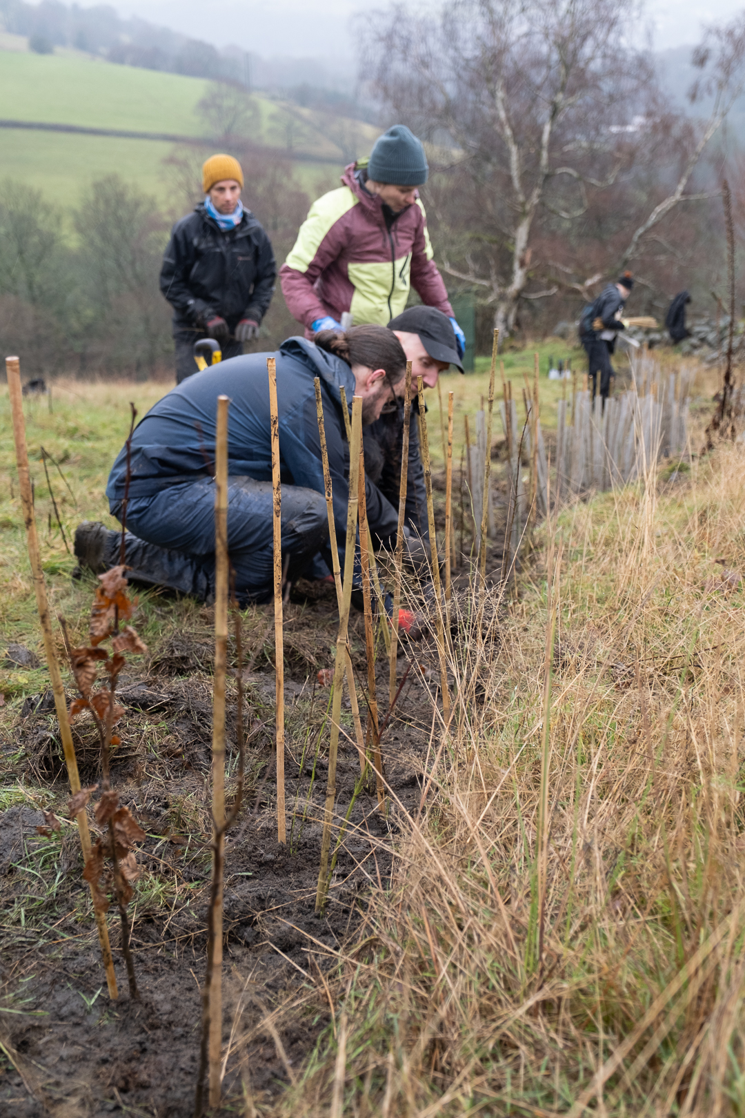 Forus Tree | Hebden Bridge