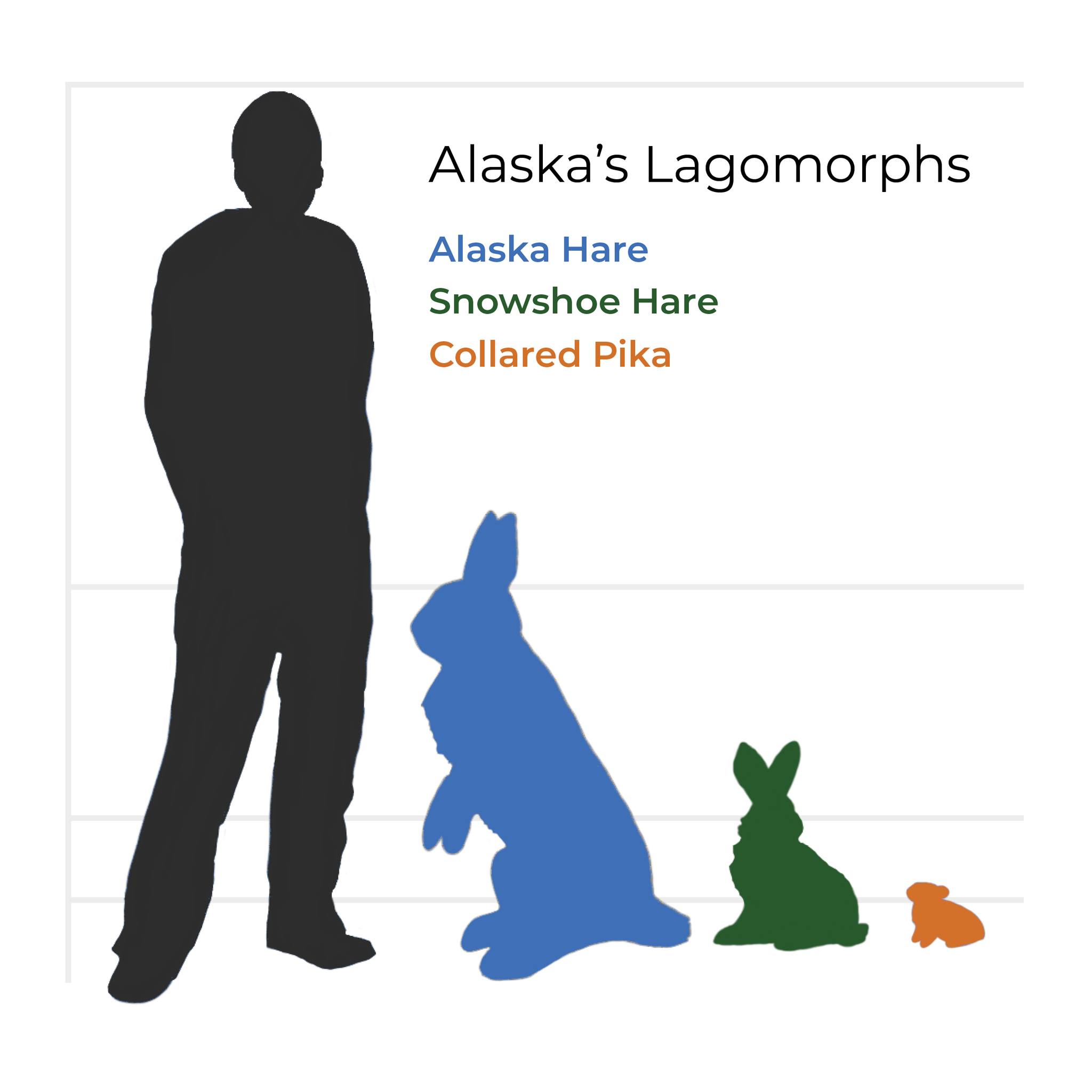 Threatened, - Just how big is Alaska's largest rabbit? There are 3 ...
