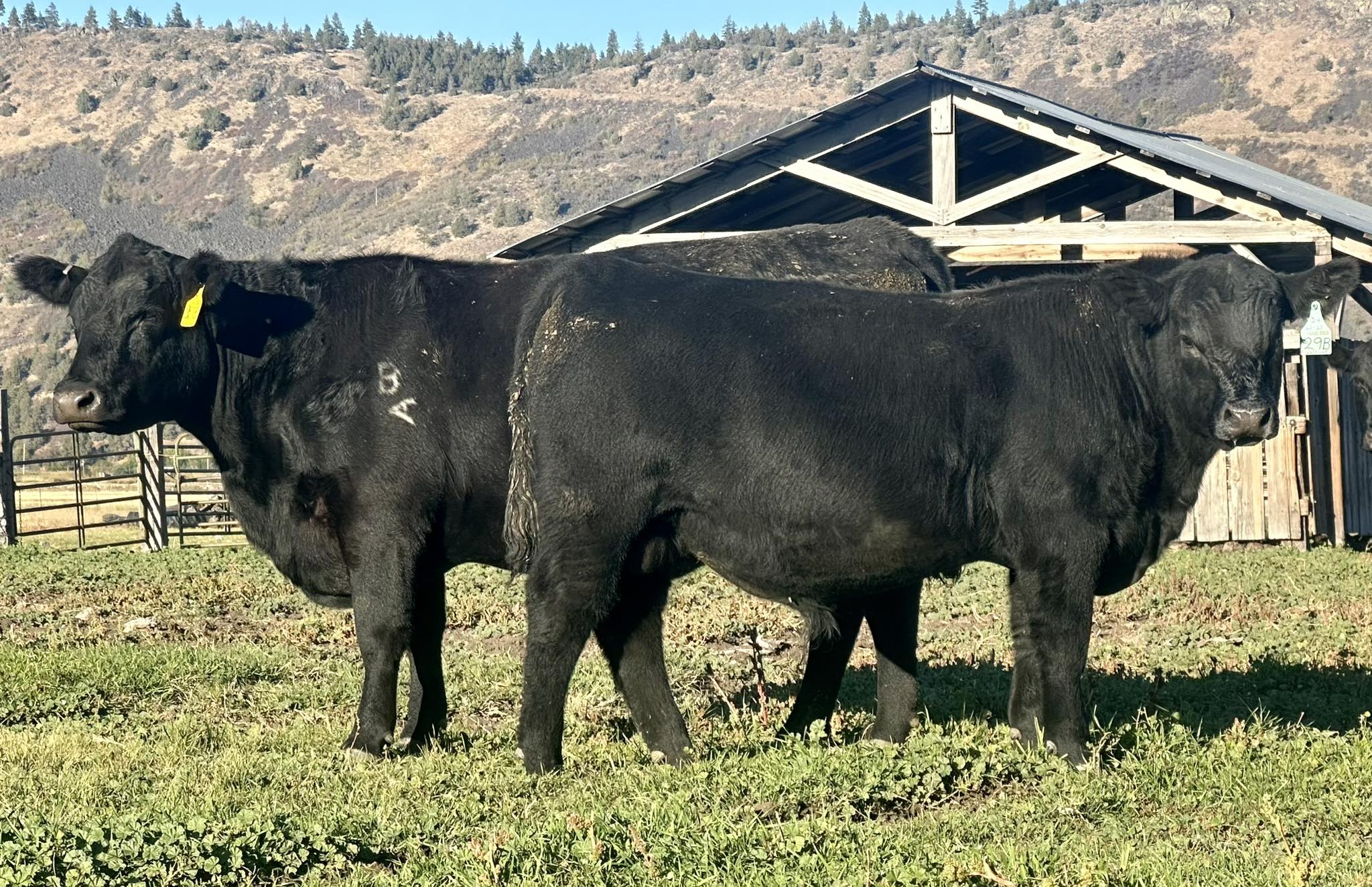 Buchanan Angus Ranch | Klamath Falls OR