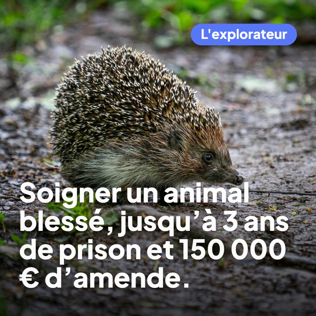 En 2027, je voterai pour celui qui abolira la chasse. | tout à fait ...