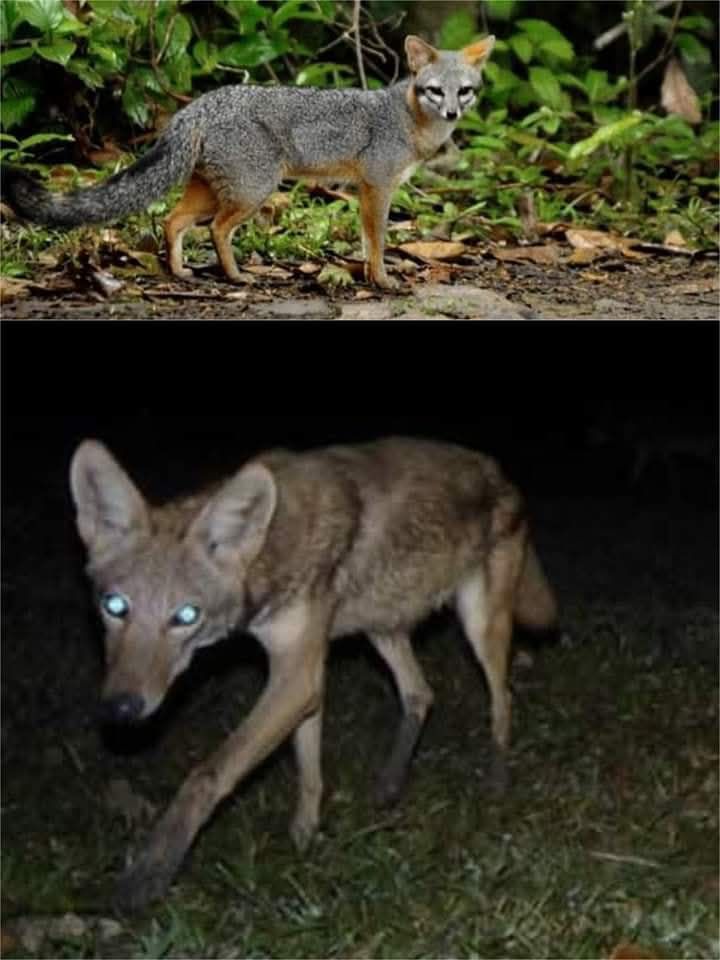Belize - CANINES IN BELIZE Grey Fox - ch'omak The Grey Fox in Maayat ...