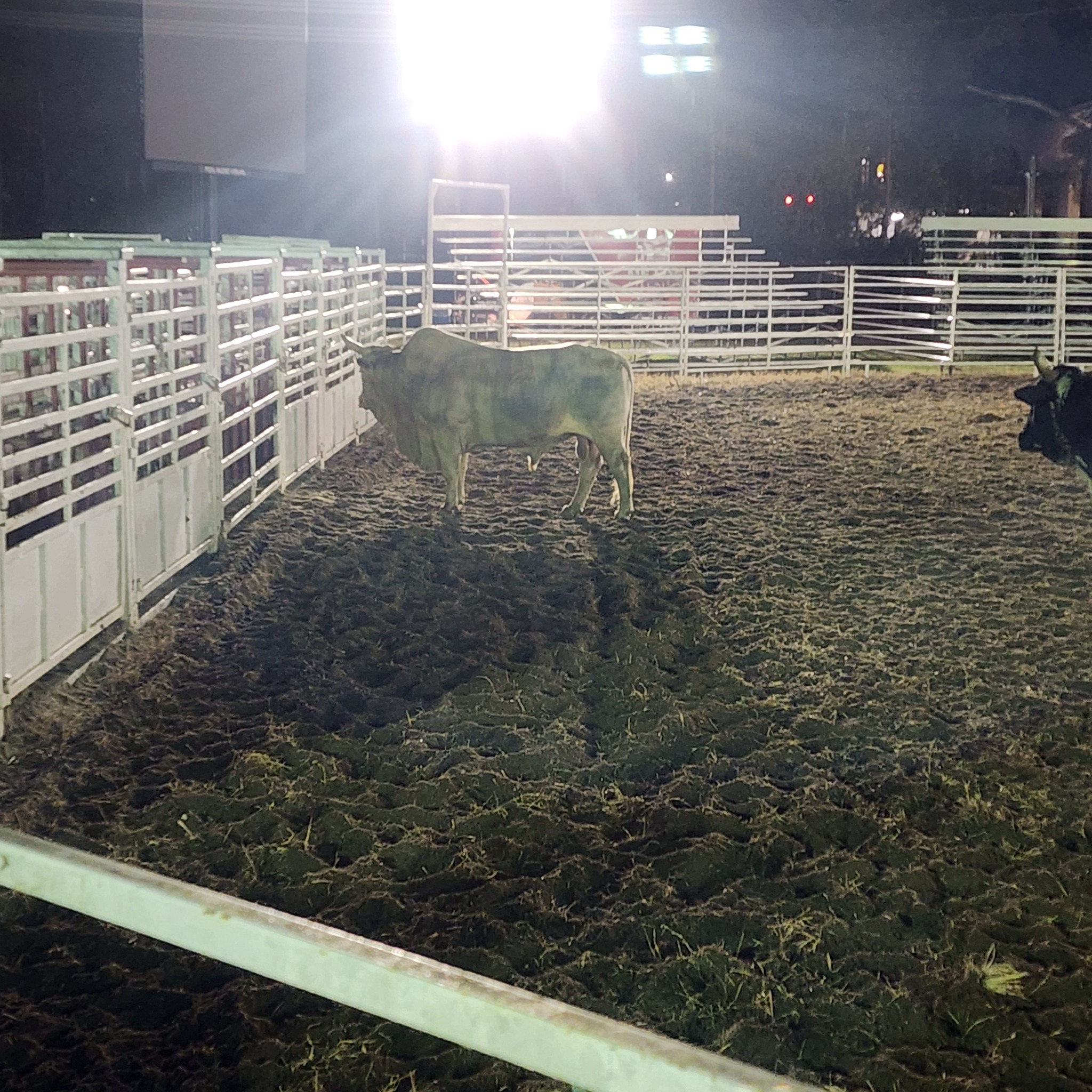 Moncks Corner Pro Rodeo | Moncks Corner SC