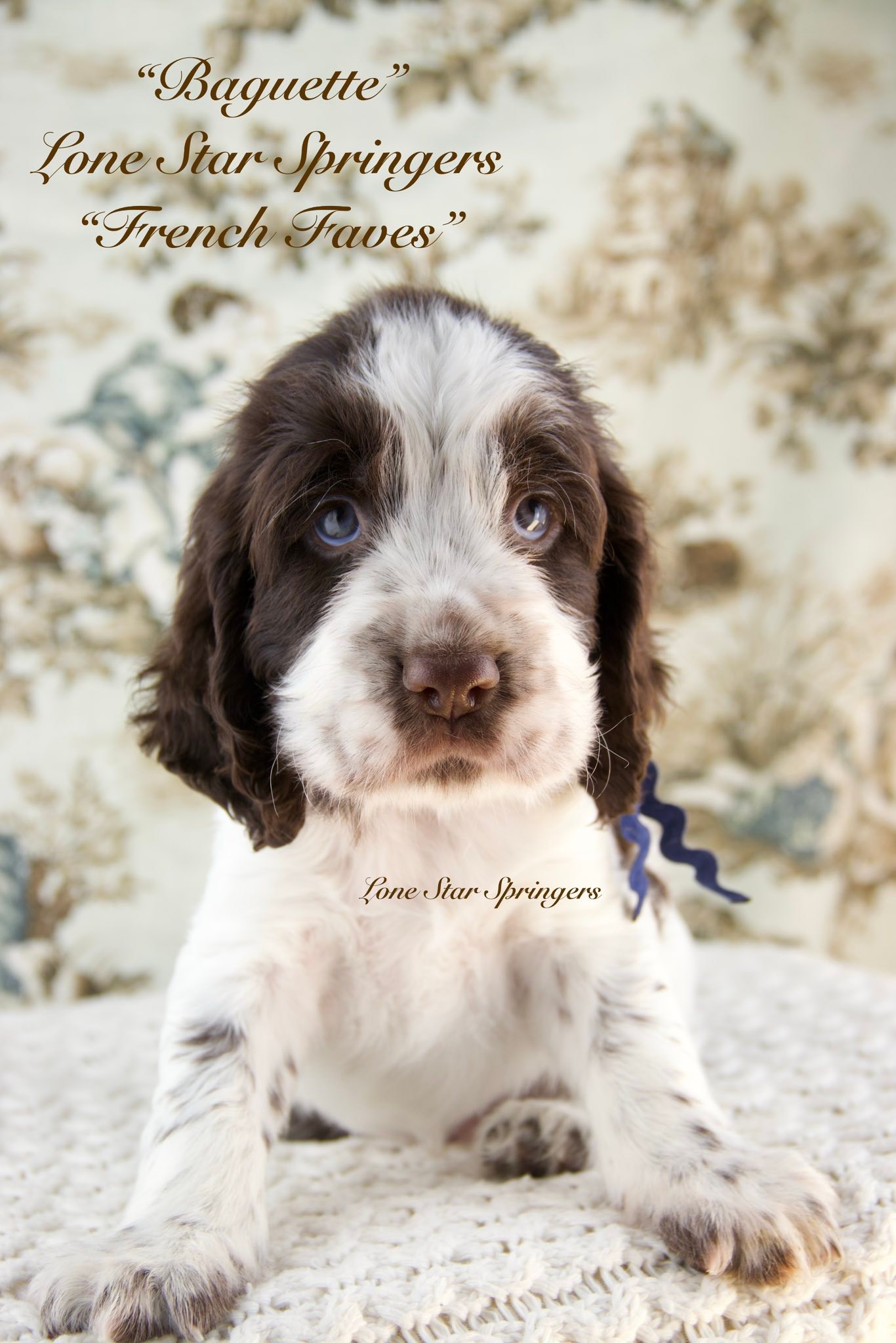 🐾🐾🐾 Puppy Spotlight 🐾🐾🐾 This little... - Lone Star Springers | Facebook