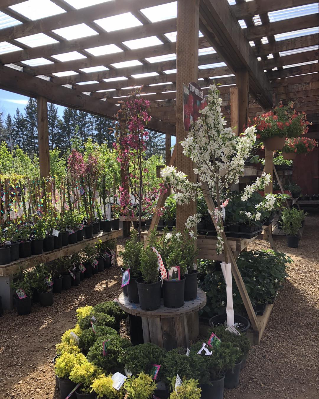 Rustic Roots Greenhouse | La Crete AB