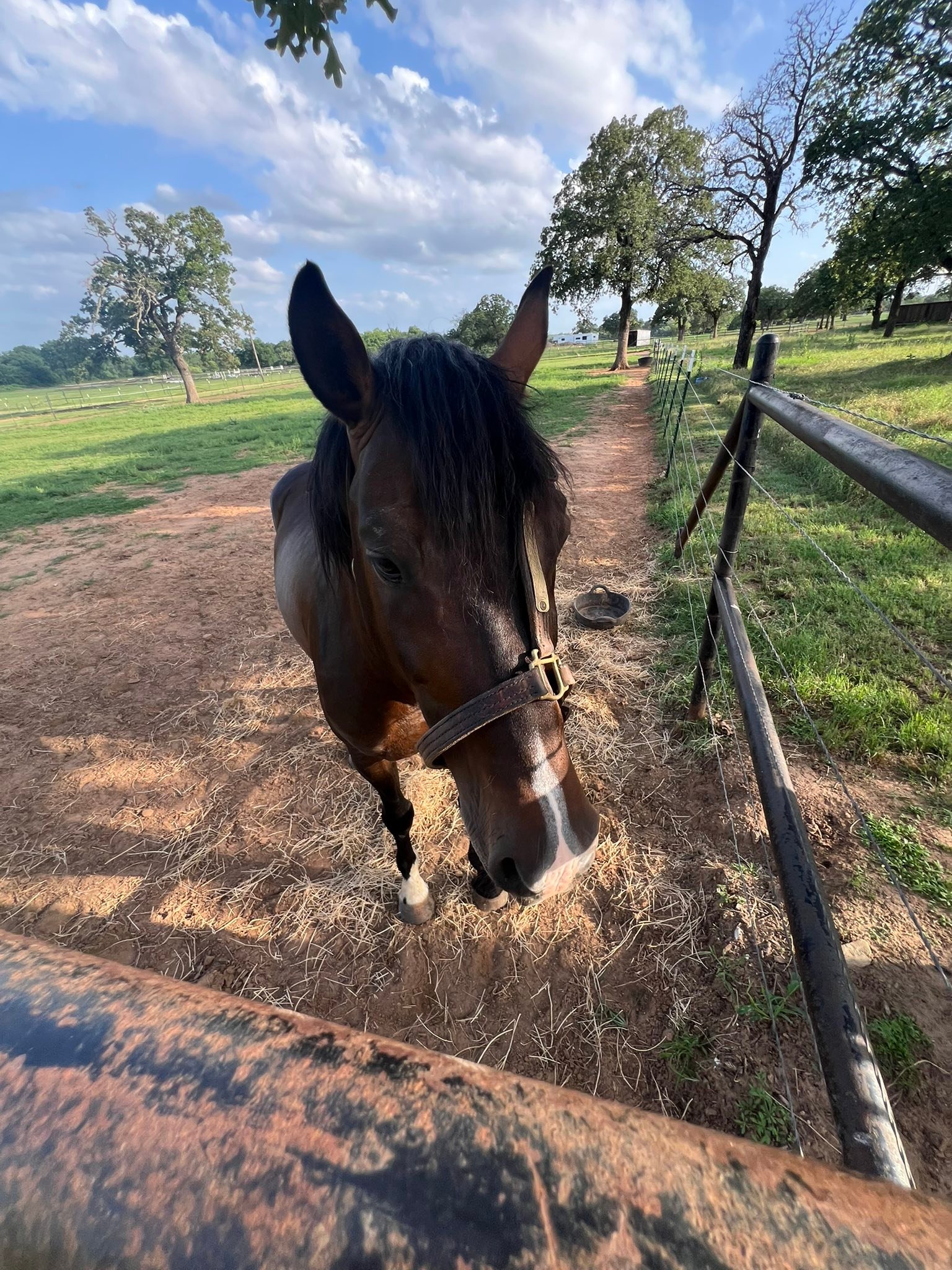 Rising Star Ranch _ Available Dogs — Raising Star Ranch – MFICS