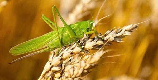 Daily Dua - Are insects (e.g. locusts) halal to eat... | Facebook