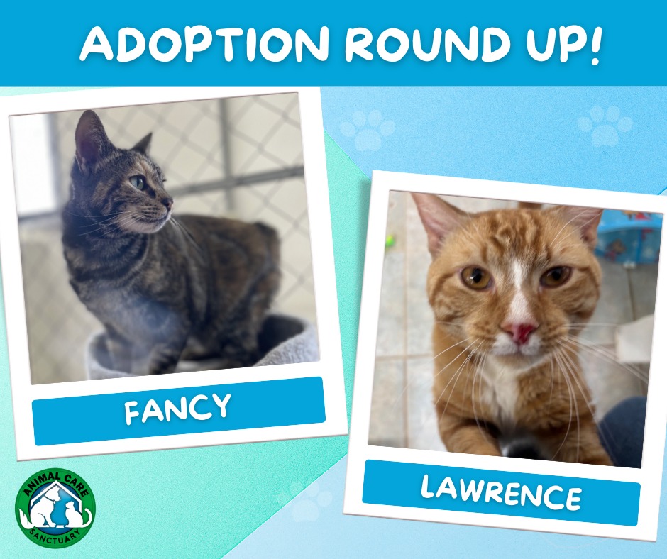 20 Cats and Dogs were adoption... - Animal Care Sanctuary | Facebook