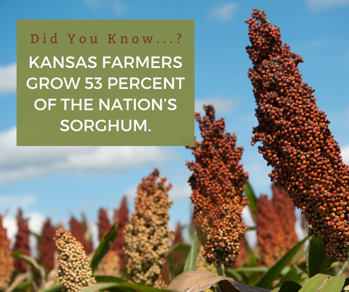 Kansas - Sorghum? More like sor-YUM! Also called milo, this grain can ...