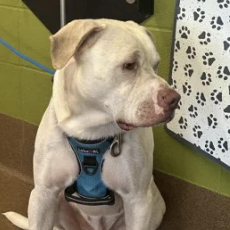 Beauties - 💔💔NO LONGER AVAILABLE, MOST LIKELY EUTHANIZED💔💔 AVAILABLE ...
