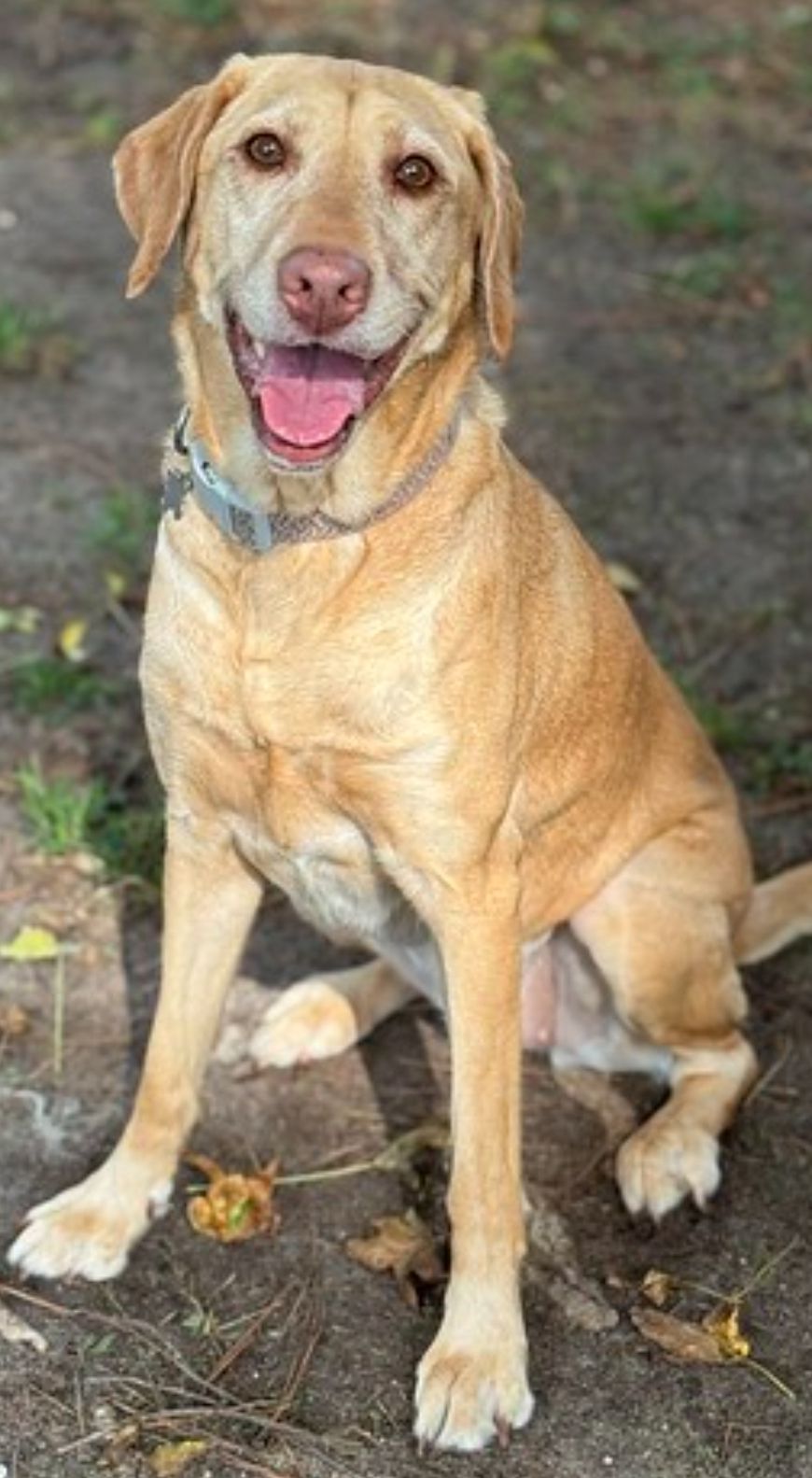Lab Rescue LRCP Group | LEXI | Facebook