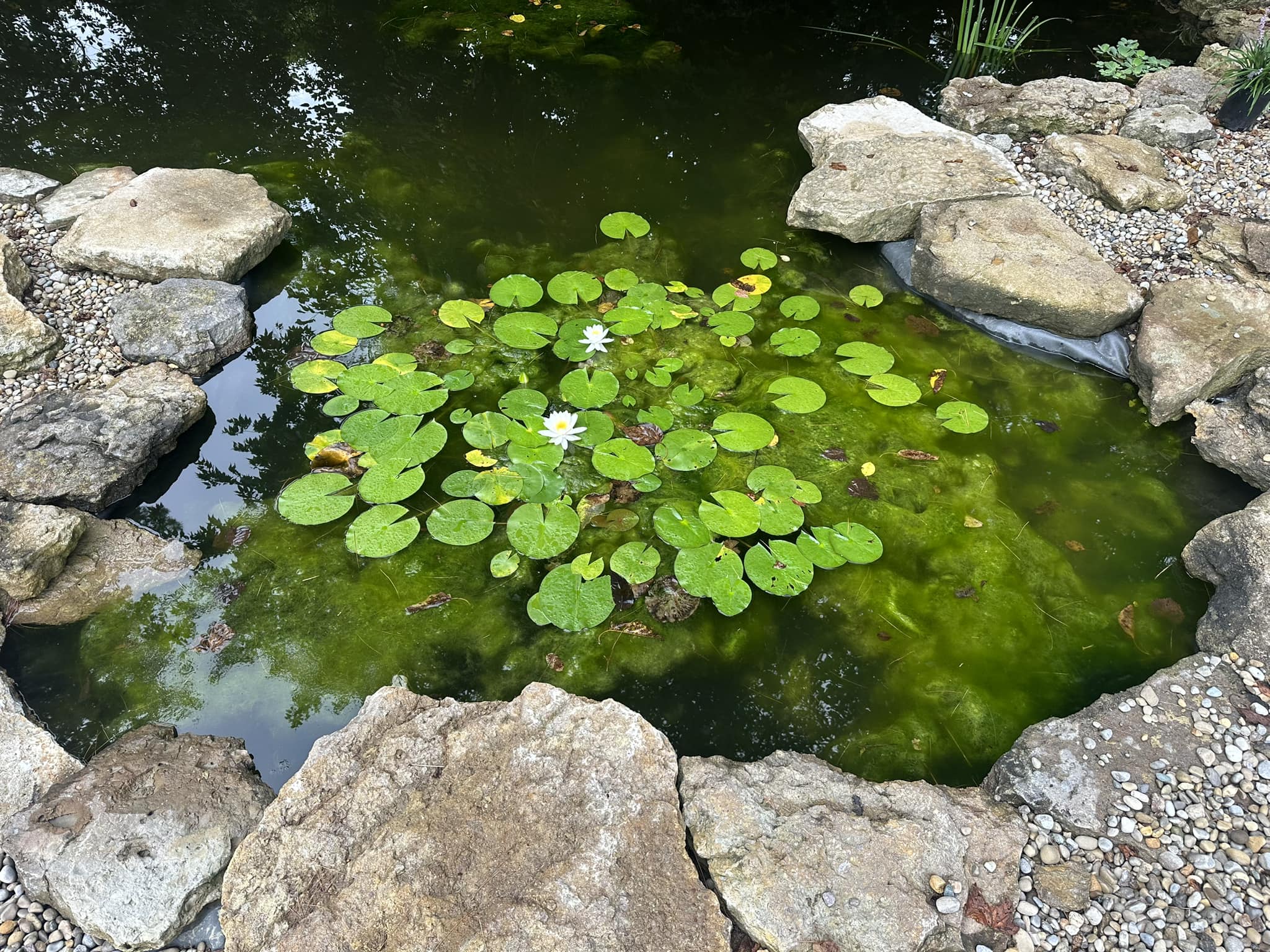 Water lettuce and lilies for pond algae control display picture 1