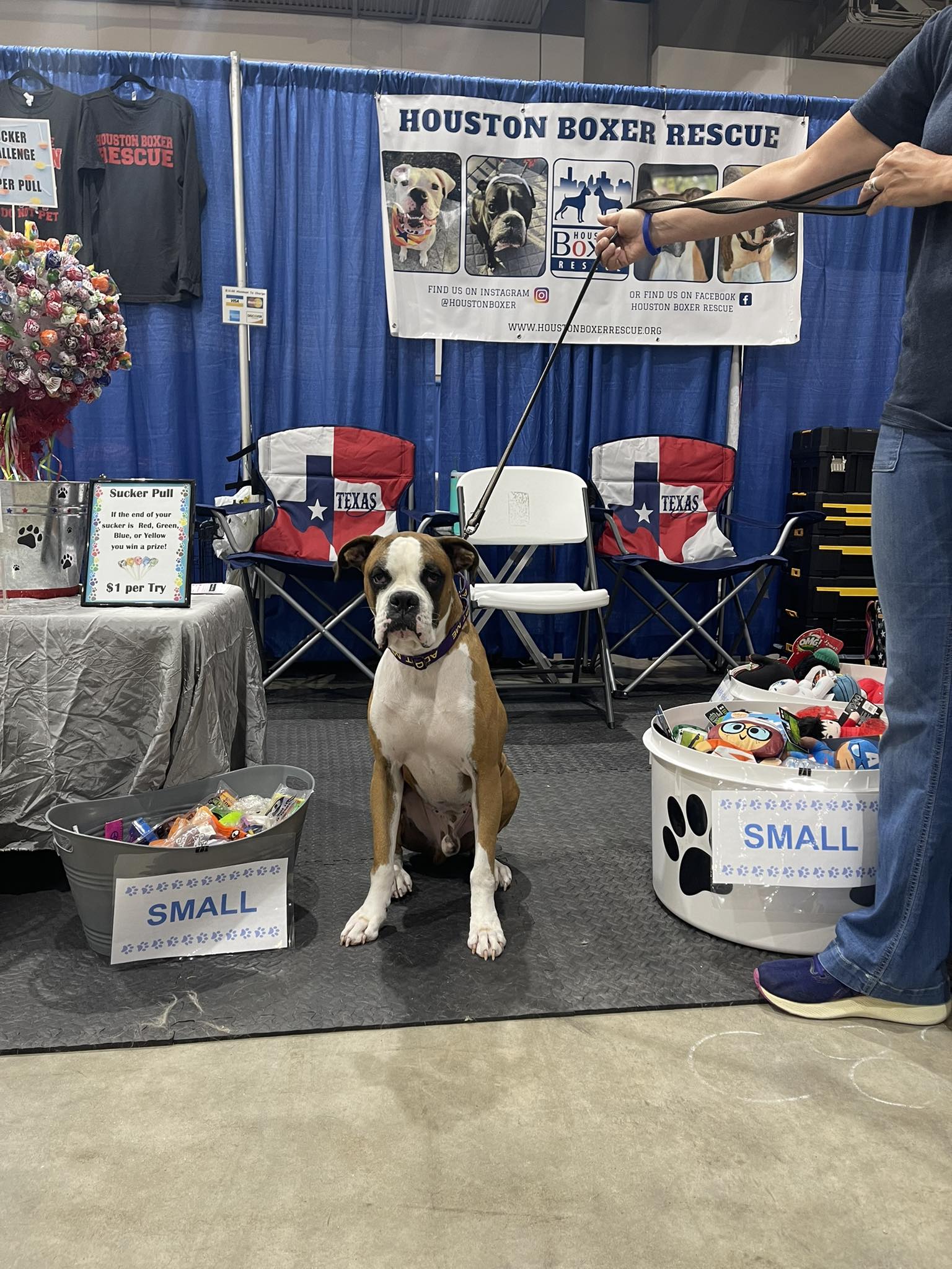 Houston Boxer Rescue | Houston TX