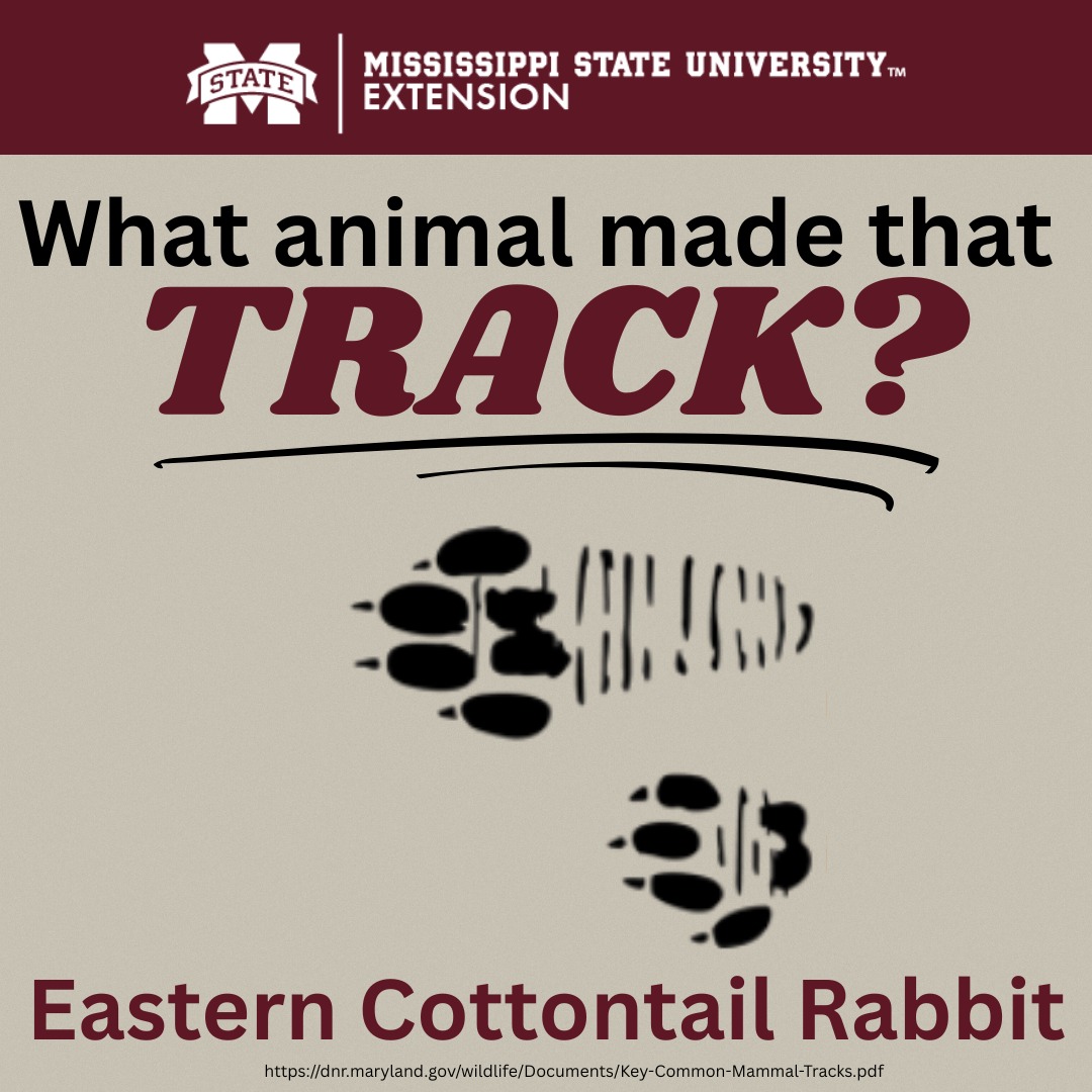 Desoto - 👣 Rabbit Tracks 🐇 Rabbits leave tracks that are easy to ...