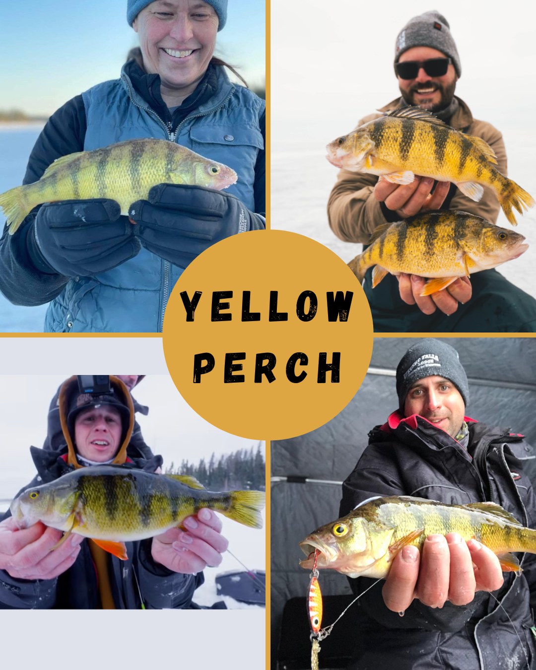best perch lures ice fishing Lindy Talker Lure 5 Ice Fishing for Perch