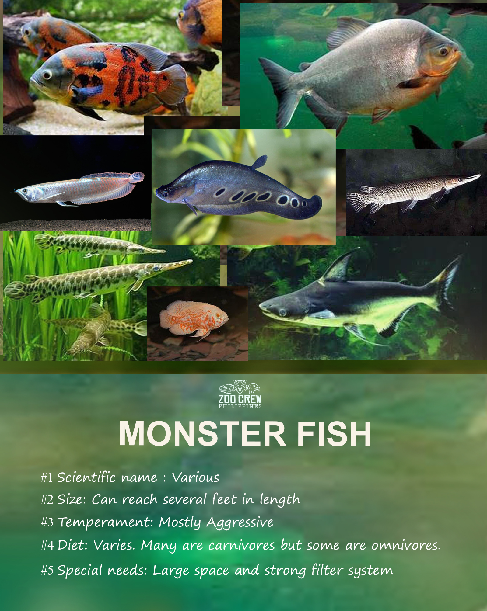 Zoo - You’re Gonna Need A Bigger Tank They are not your average ...
