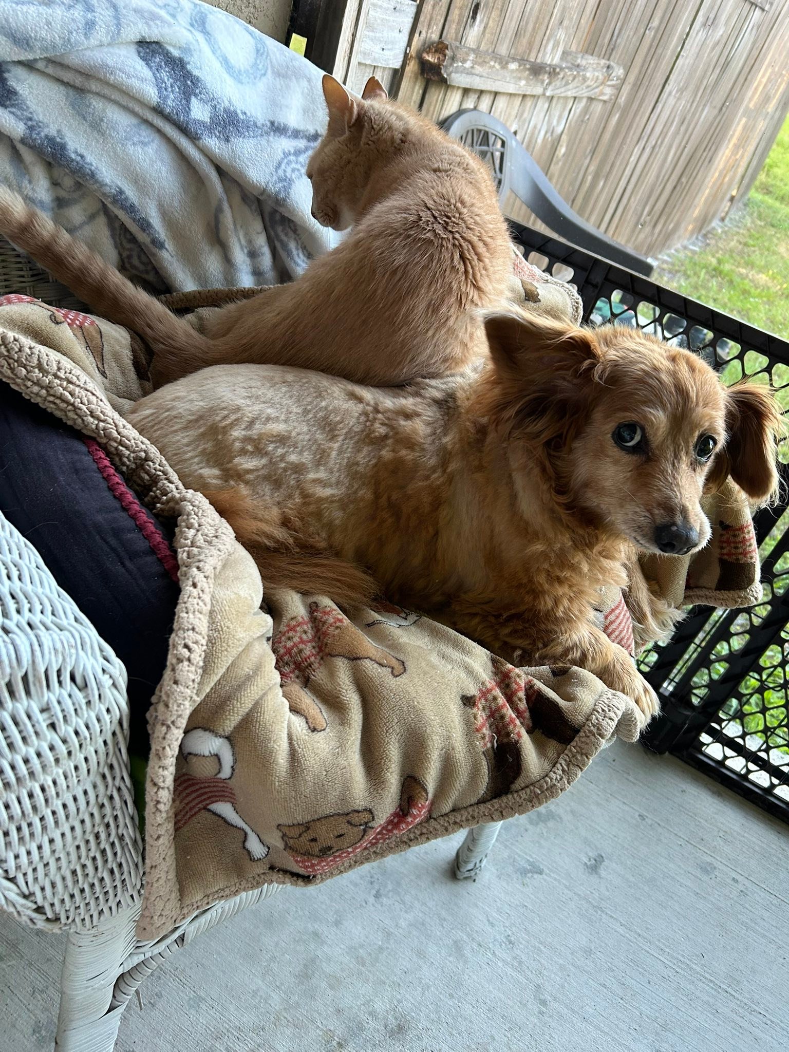 Molly Dolly, Da Standard Red Hunter Dachshund wif a Big Chest