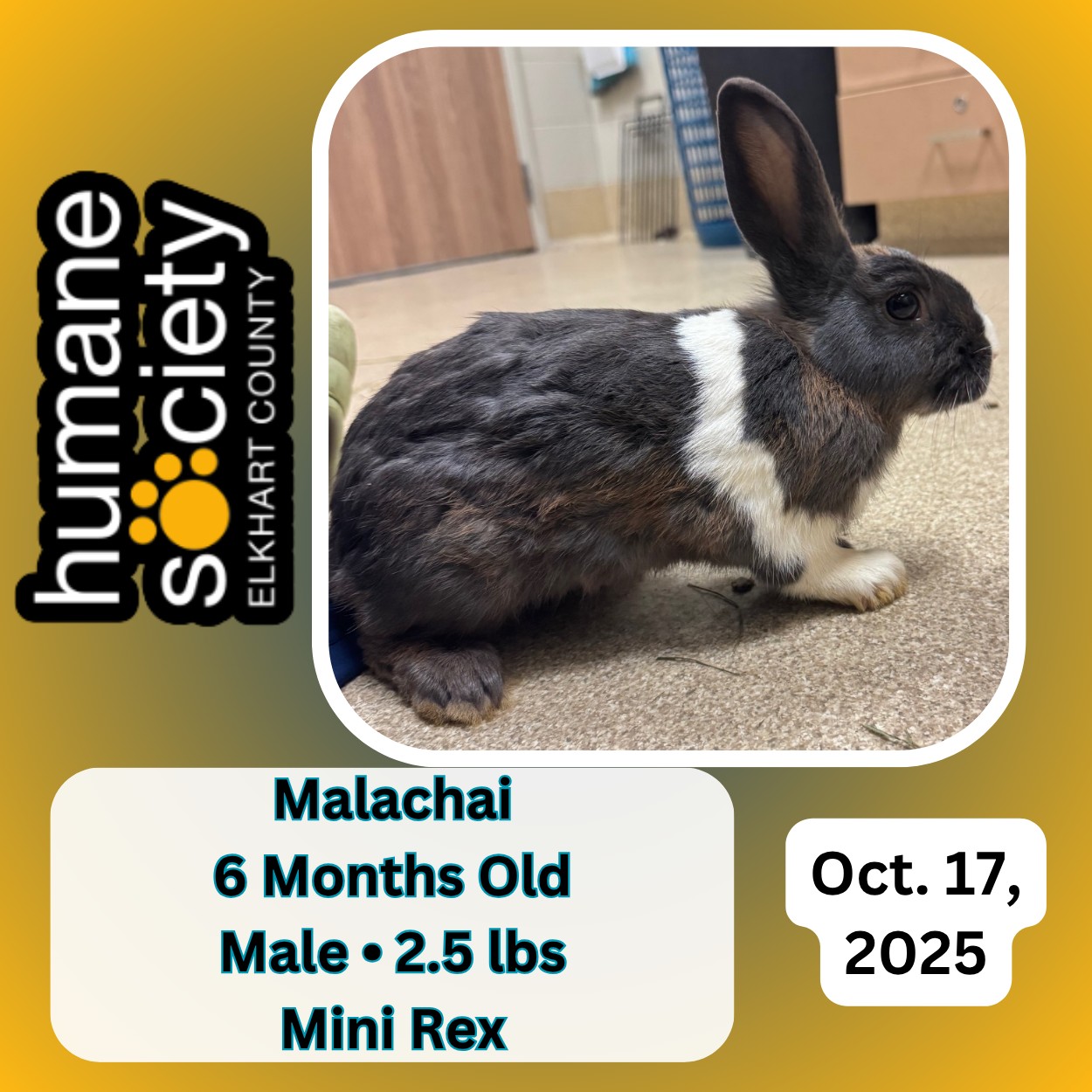 Humane Society of... - Humane Society of Elkhart County