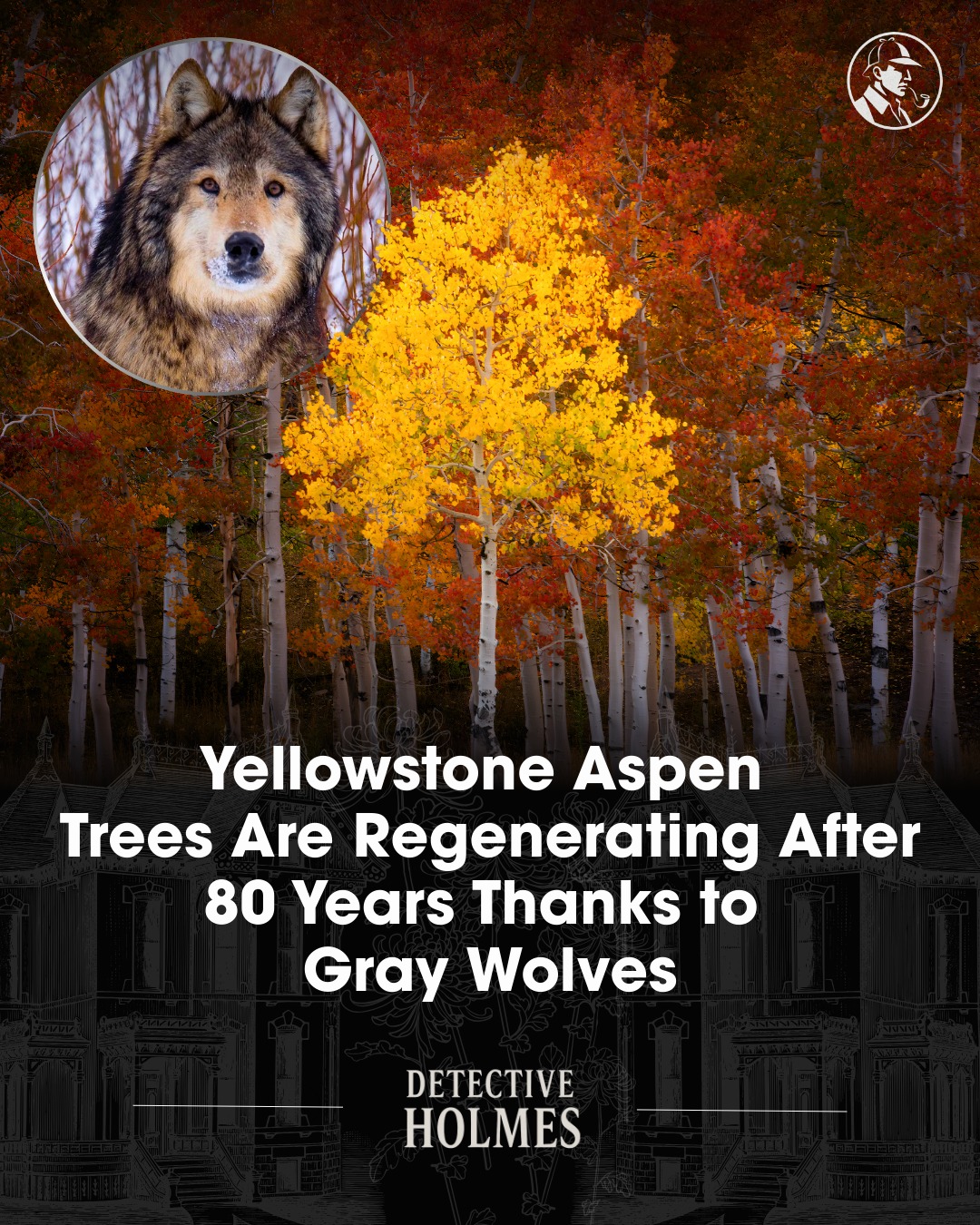 Holmes - Nature’s balance is restored in Yellowstone, where gray wolves ...