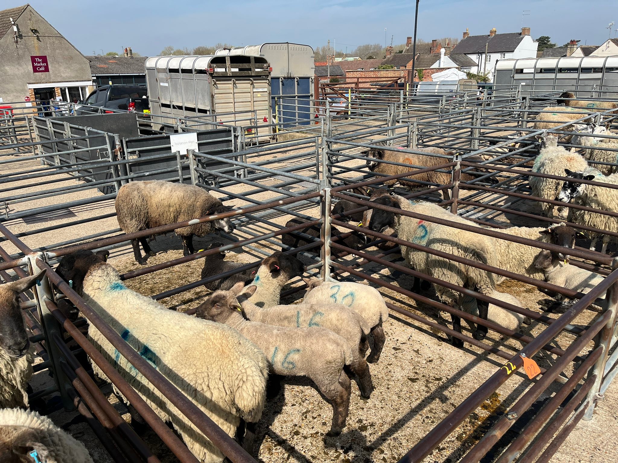 Thrapston Livestock Market - Another 'Successful' Saturday..... At ...