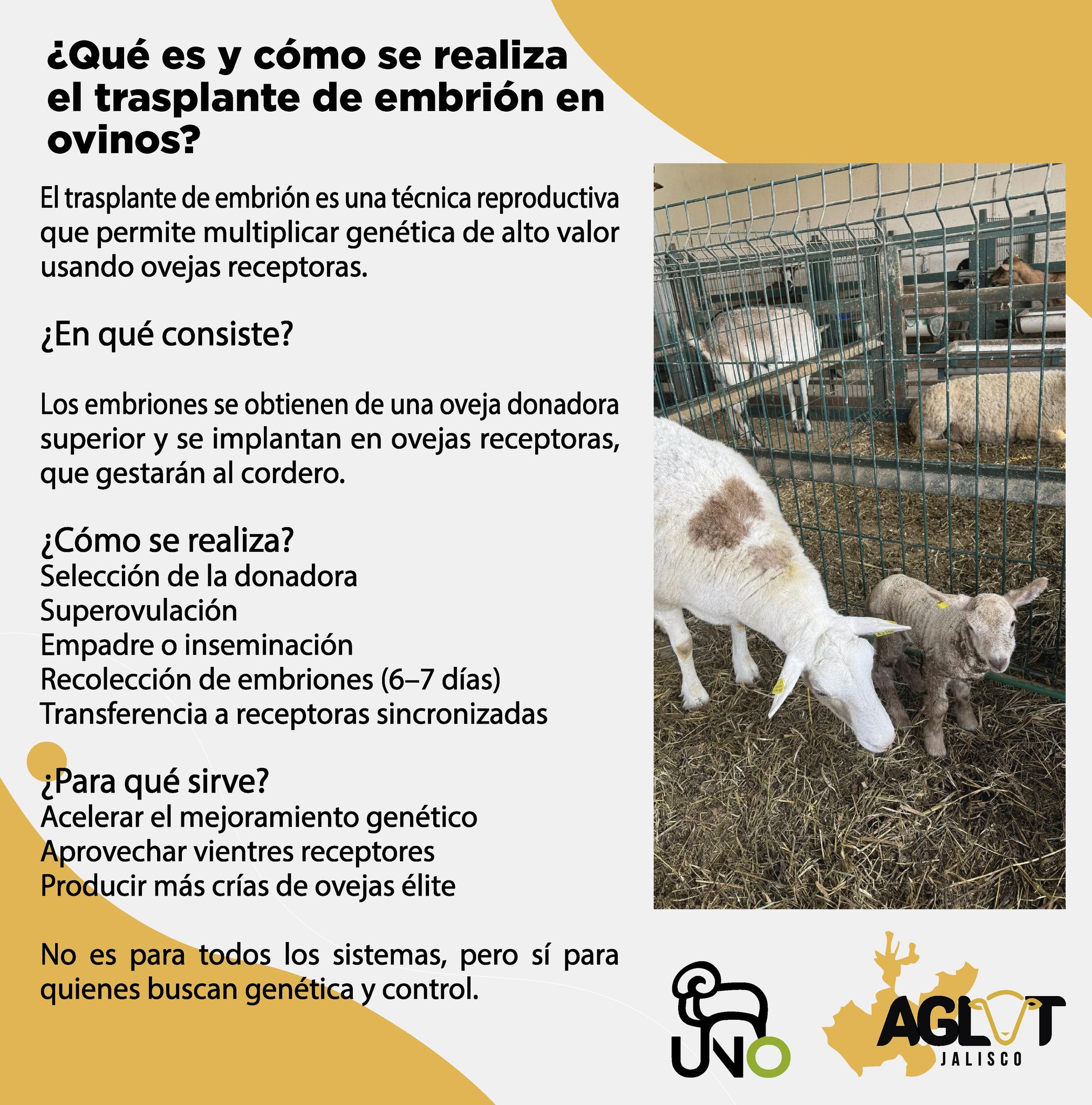 Organism... - Organismo de la unidad nacional de ovinocultores