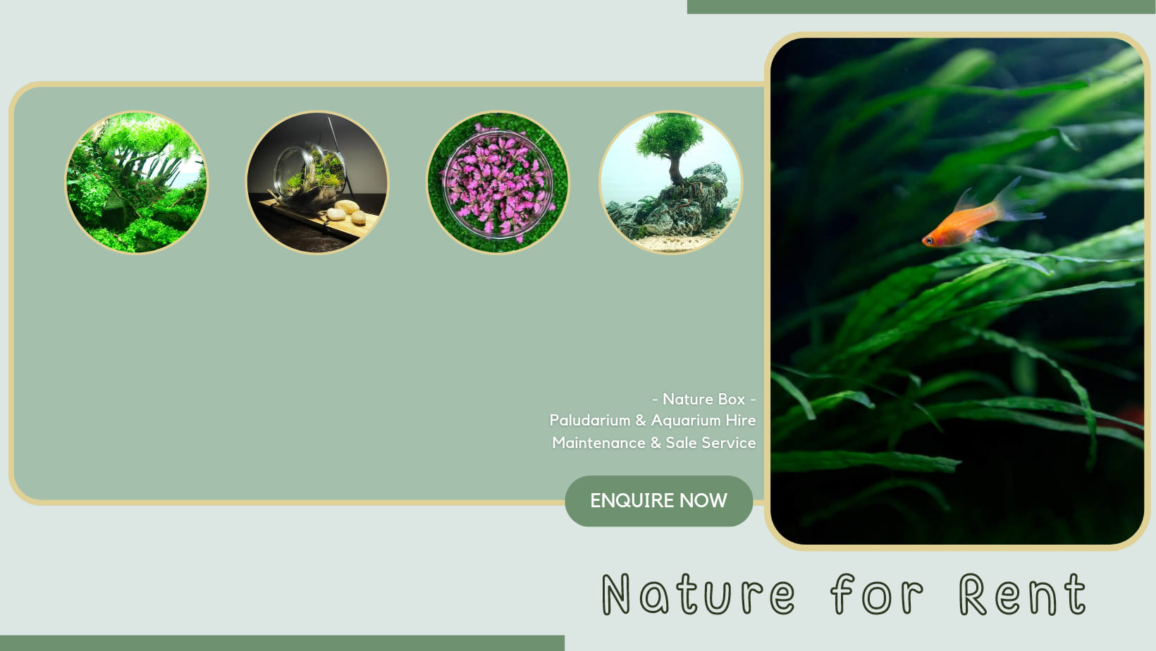 Nature Box - Aquarium & Paludarium Hire | Melbourne VIC