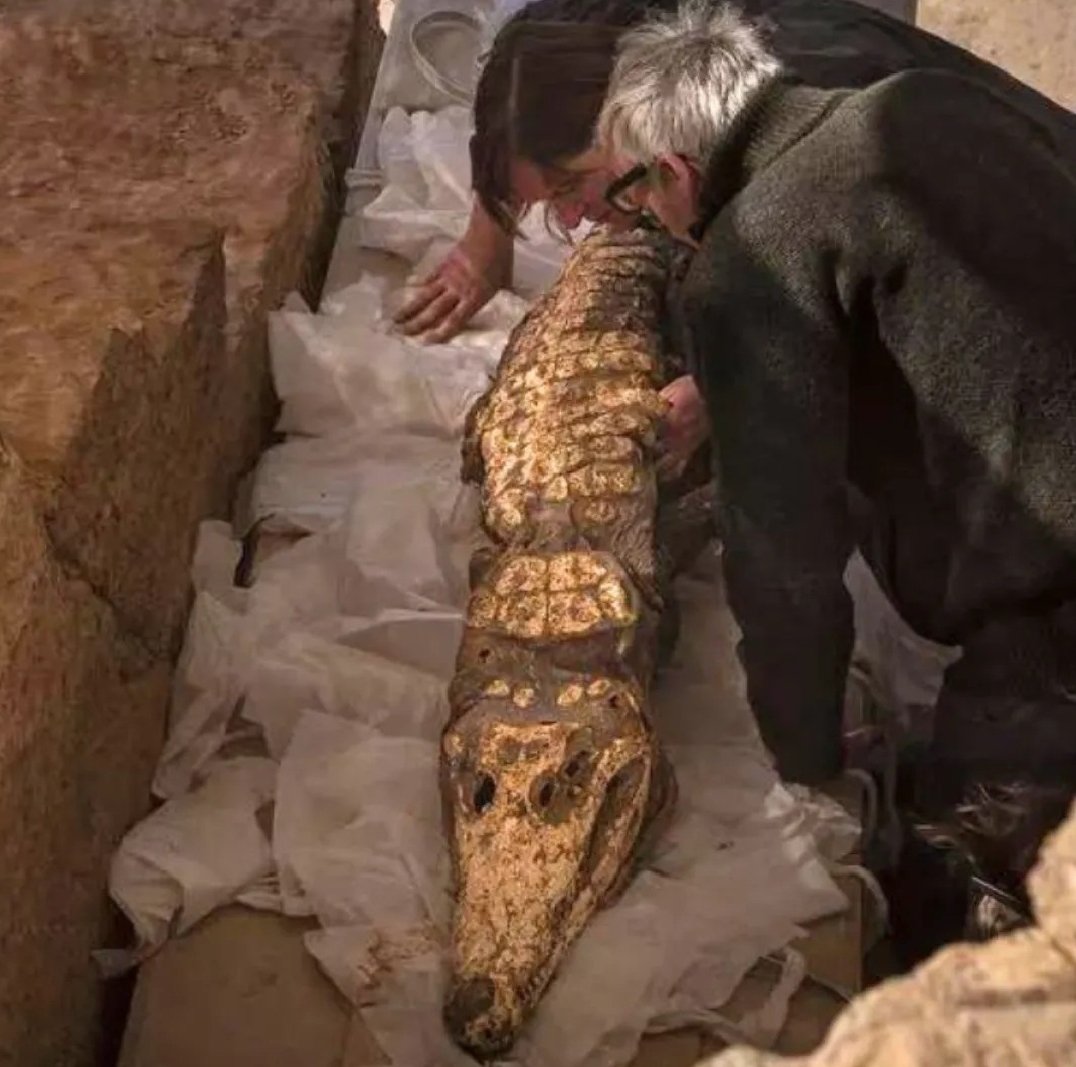 World - Archaeologists uncovered 10 remarkably preserved crocodile ...