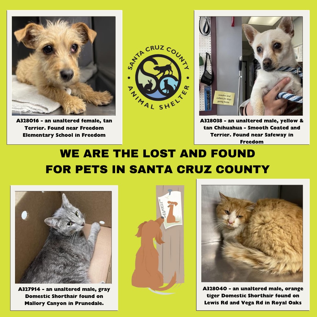 Santa - Here are some dogs and cats who were recently found and are in ...