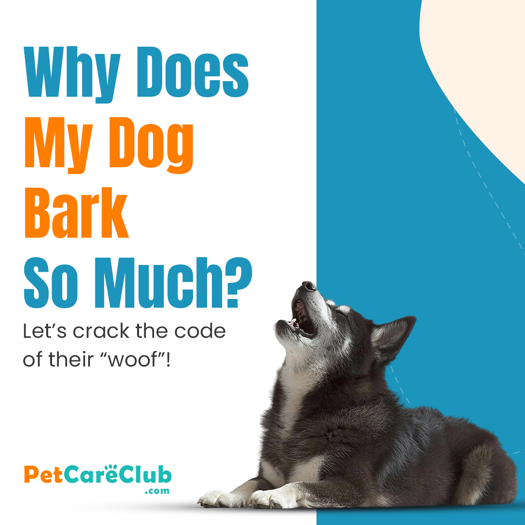 Petcareclub.com - 🐕 Is your dog a little chatterbox? 🐕 ... | Facebook