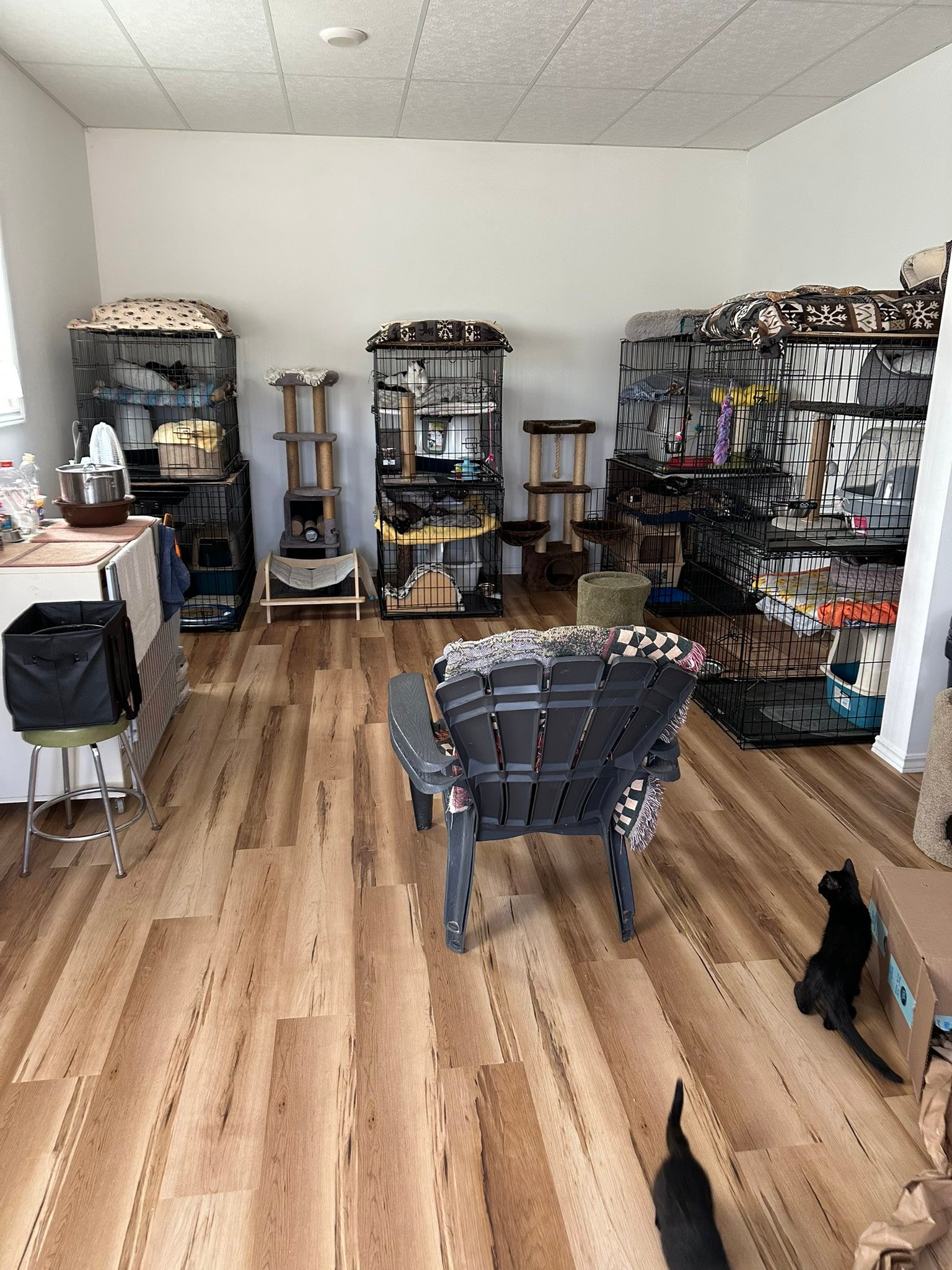 Fixing Our Felines... - Fixing Our Felines Manitowaning