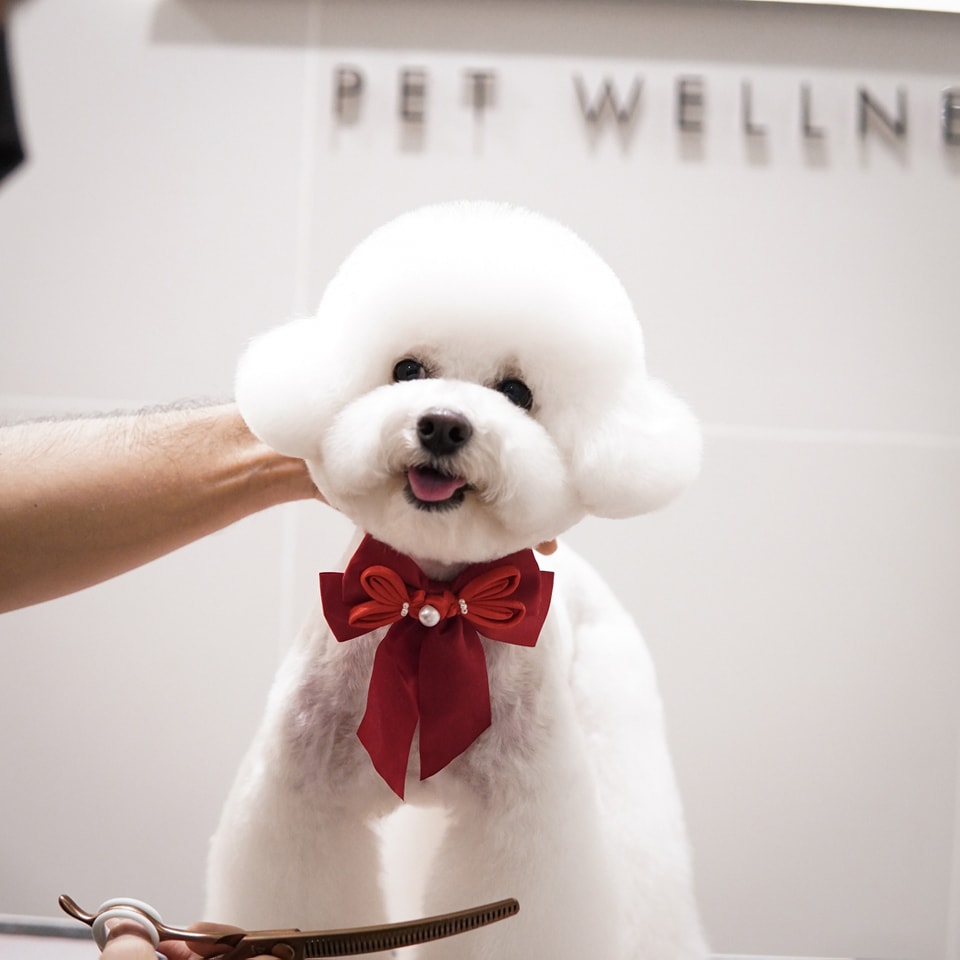 The Fox Butler Pet Lifestyle Store | Bayan Lepas