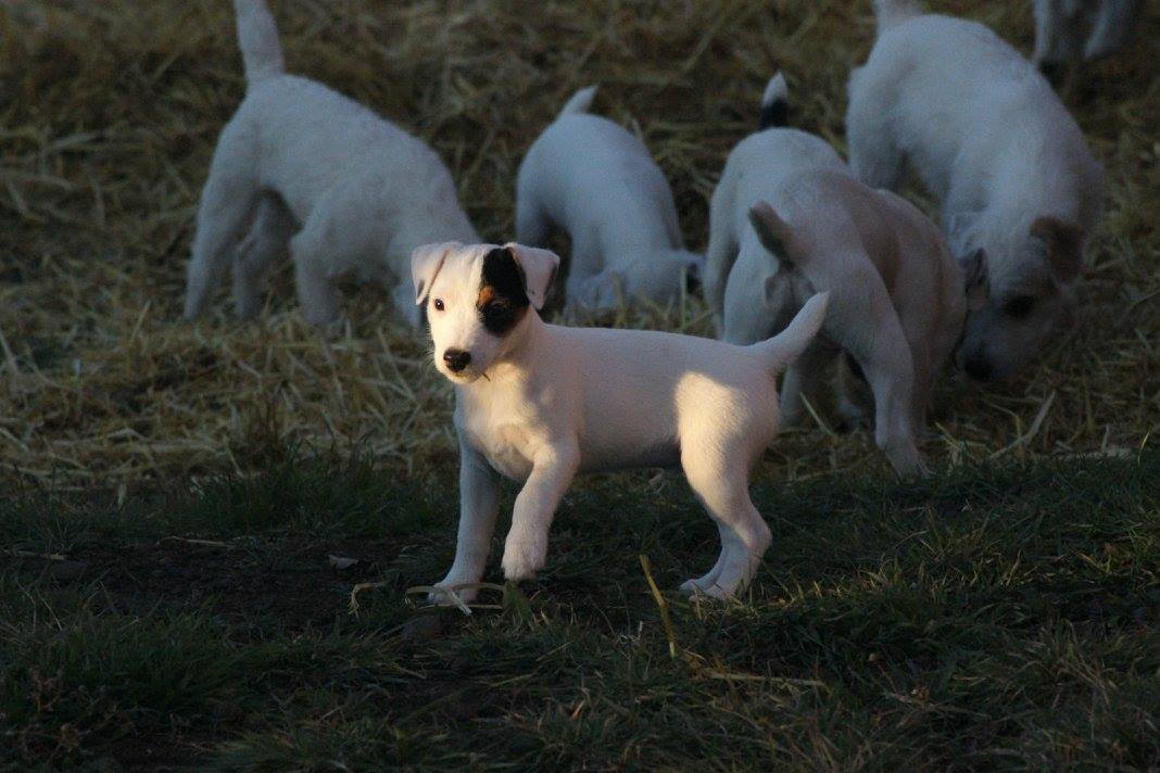 Snowcrest Jack Russell Terriers -Colleen Reeder
