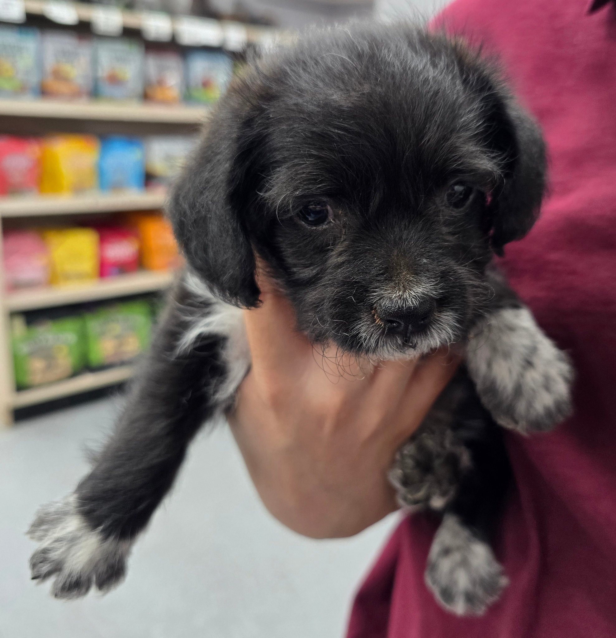 Pets Plus | Lubbock TX