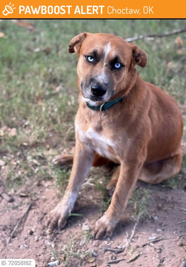 Found brown dog in Choctaw, OK
