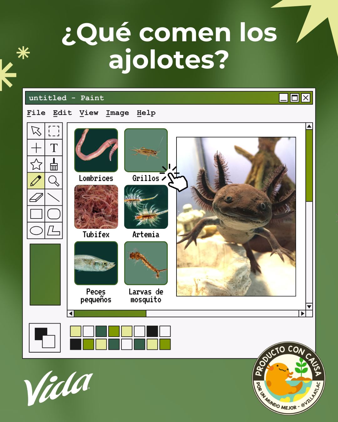 Villa - 🌿🌱 ¿Sabías que los ajolotes cumplen un papel fundamental en el ...