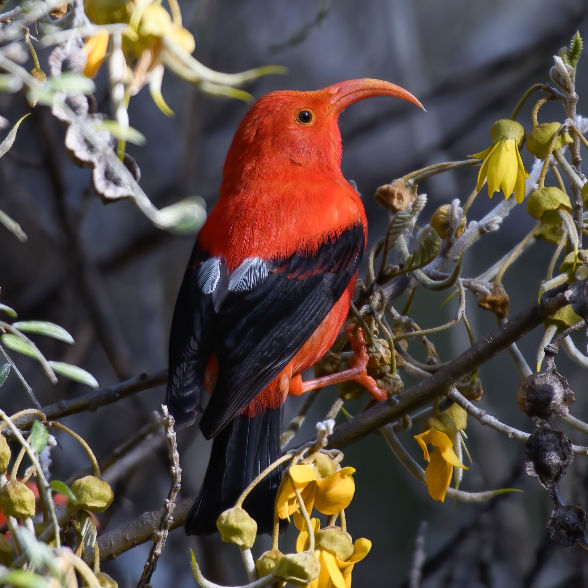 Maui Forest Bird... - Maui Forest Bird Recovery Project