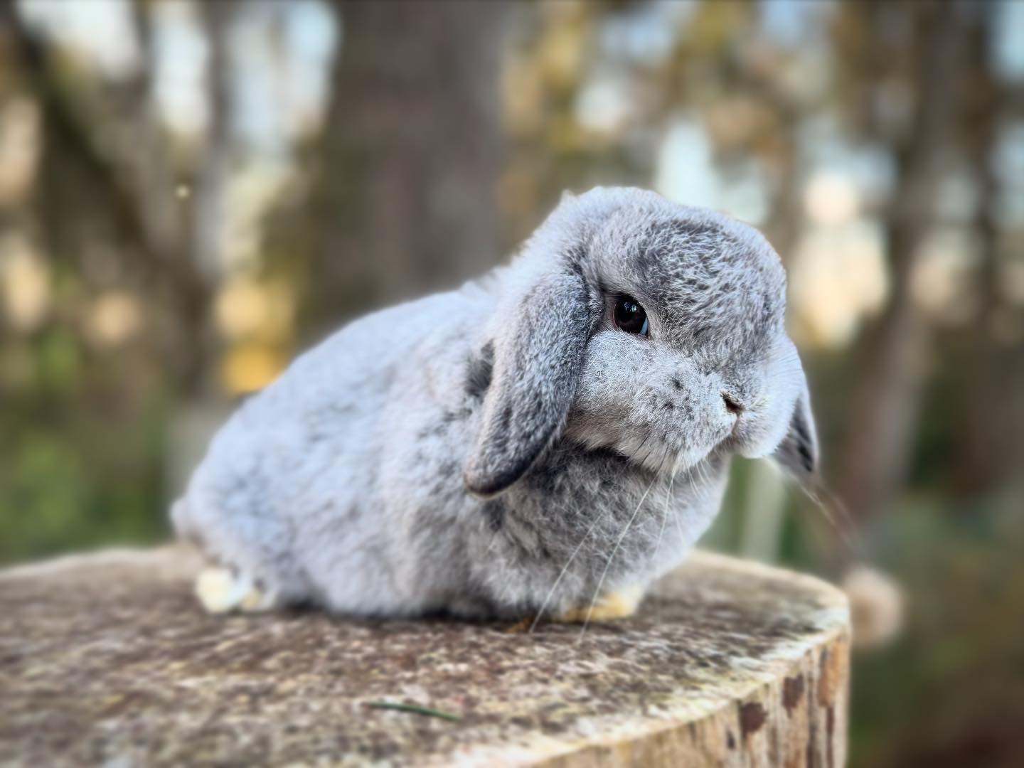 Willow Lop Rabbitry | Albany OR