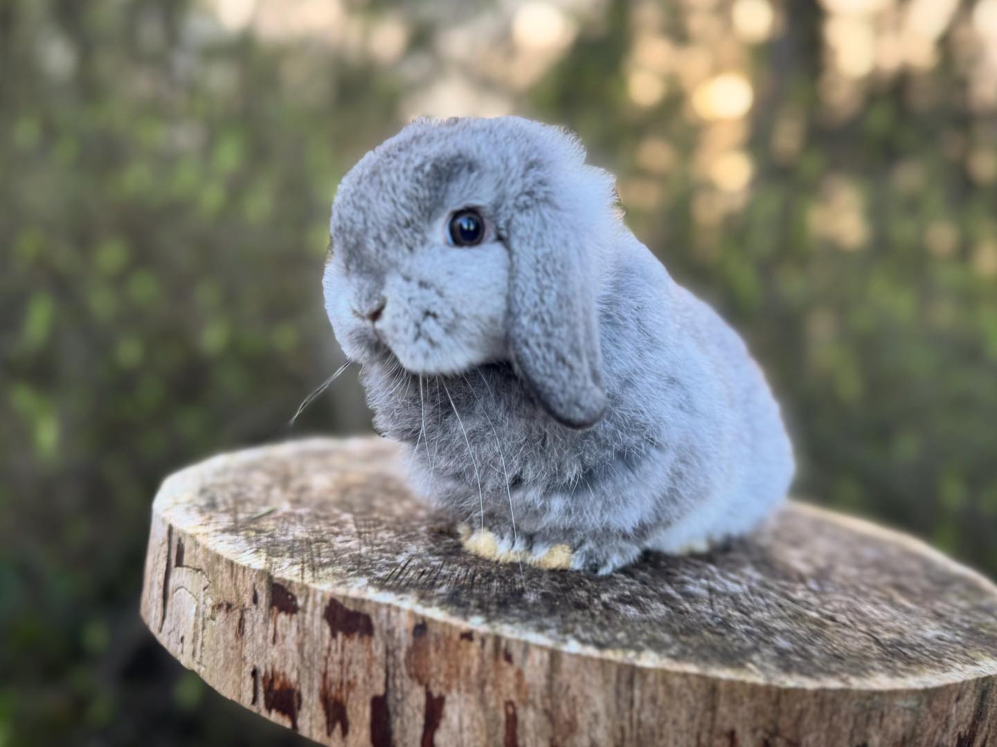 Willow Lop Rabbitry | Albany OR