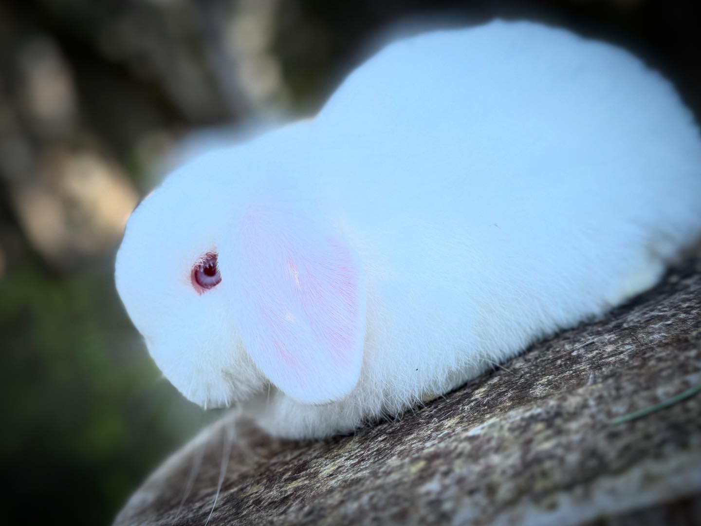 Willow Lop Rabbitry | Albany OR